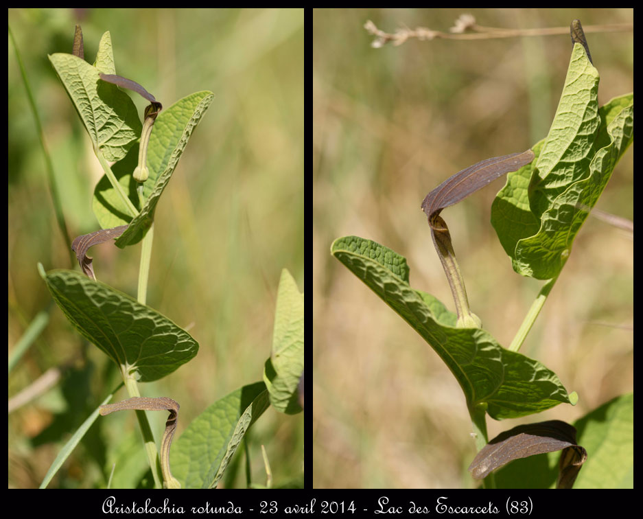 Aristolochia rotunda